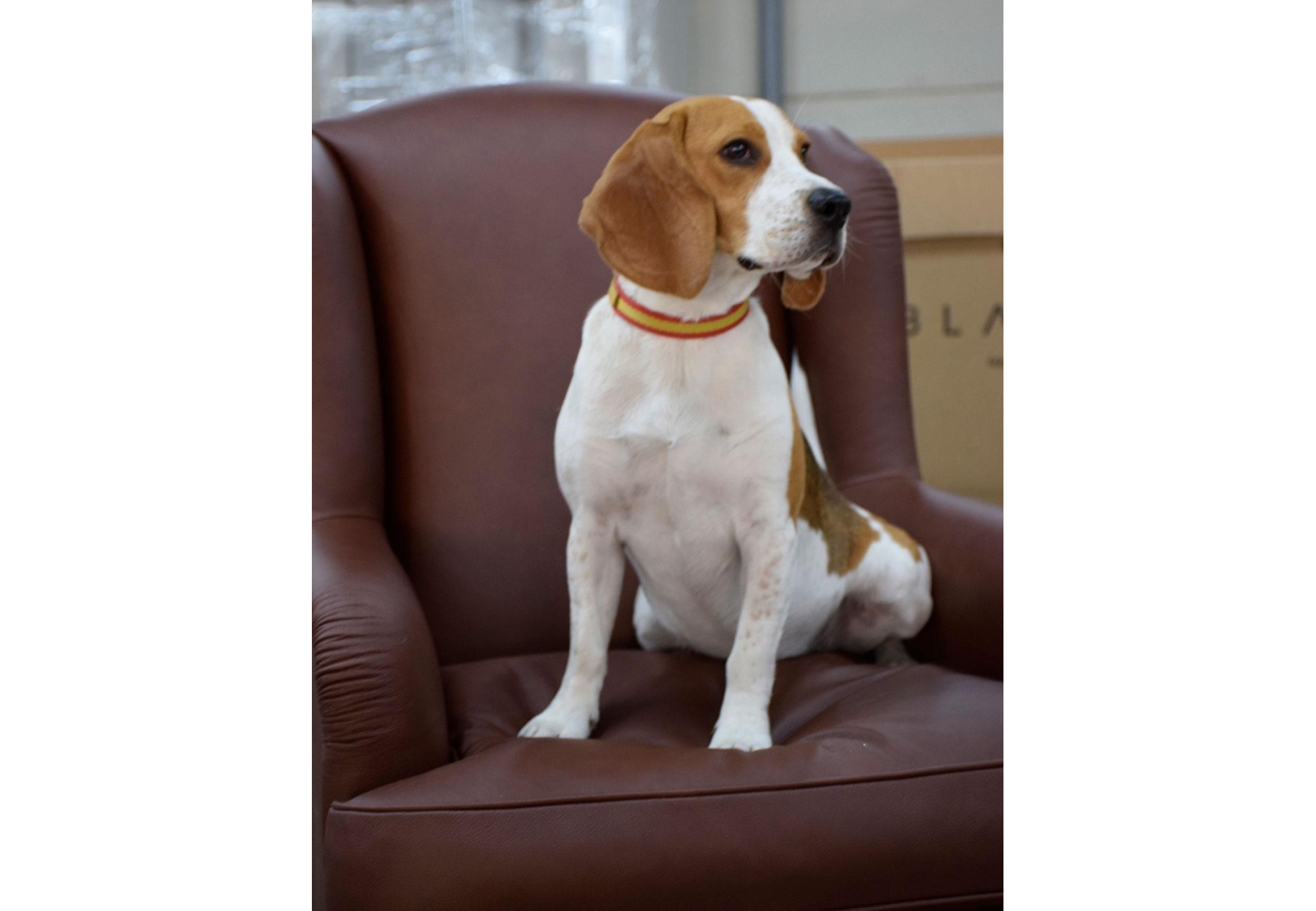 Sillón de piel Julianos | Butaca de cuero | Sofahogar