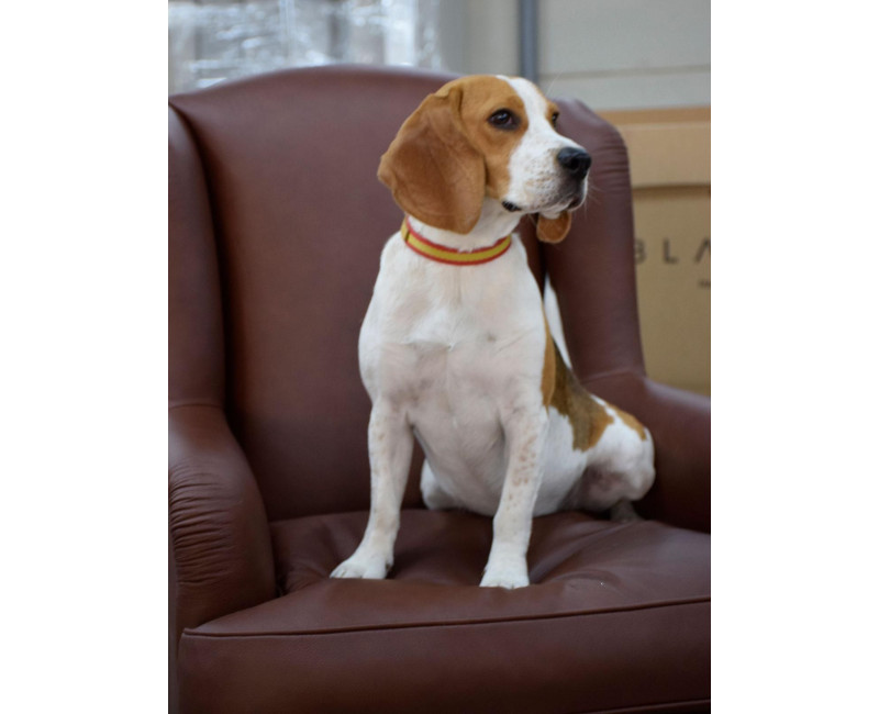 Sillón de piel Julianos | Butaca de cuero | SofaHogar