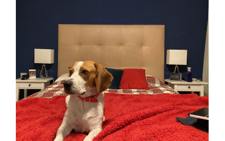 Cabecero de piel natural Nadia | Cabeceros de piel | SofaHogar com