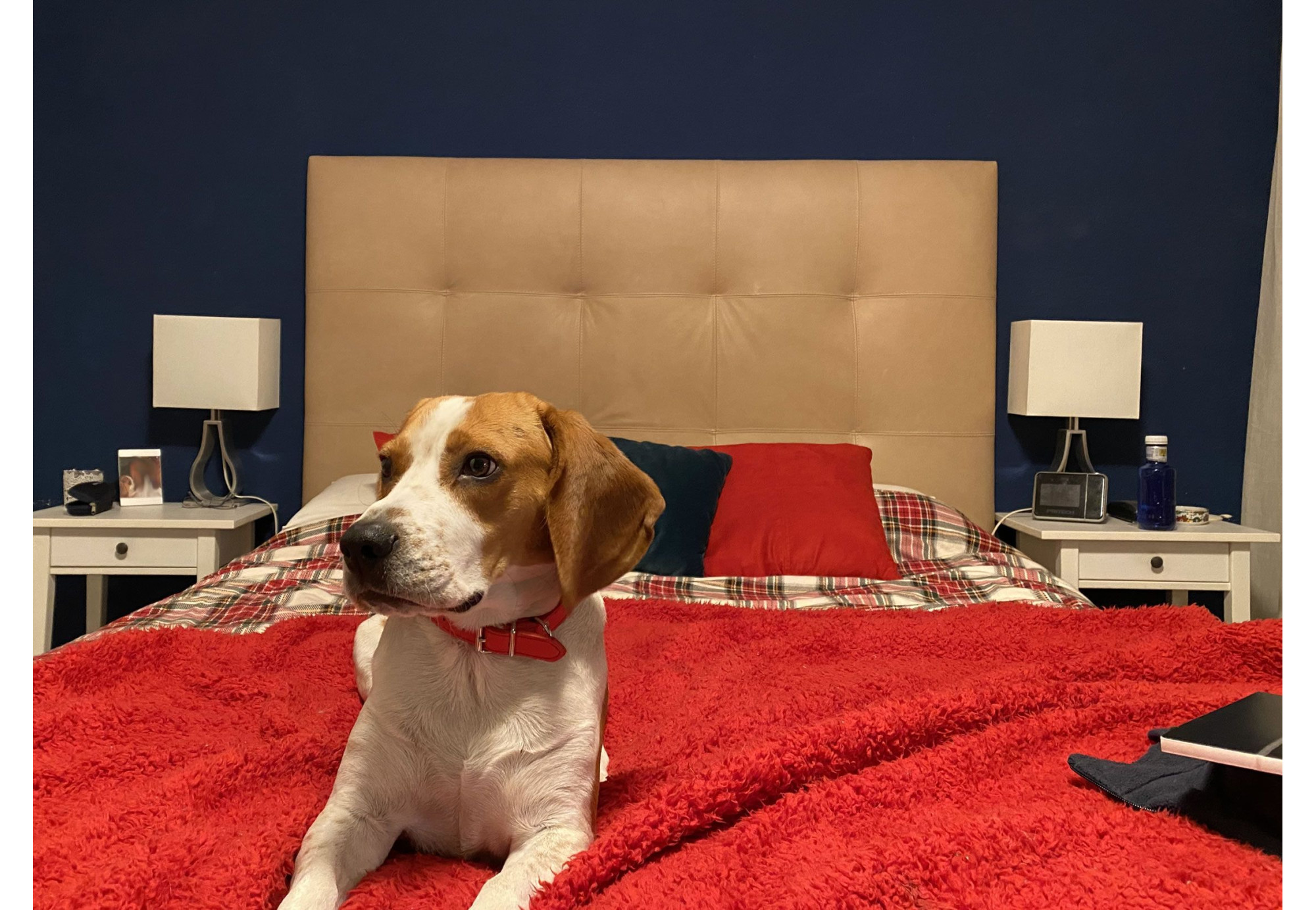 Cabecero de piel natural Nadia | Cabeceros de piel | SofaHogar com