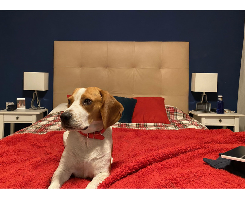 Cabecero de piel natural Nadia | Cabeceros de piel | SofaHogar com