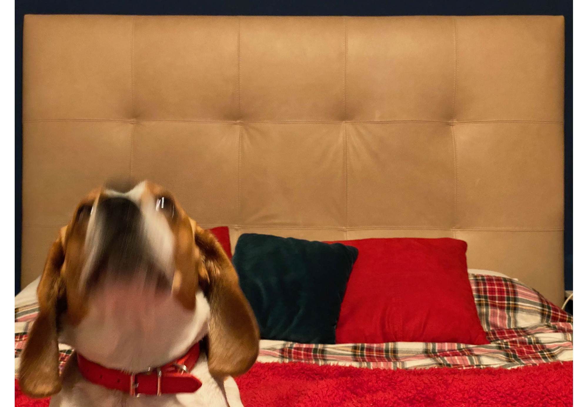 Cabecero de piel natural Nadia | Cabeceros de piel | SofaHogar com