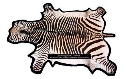 Piel Cebra Natural Sofá Decoración Hogar Despacho