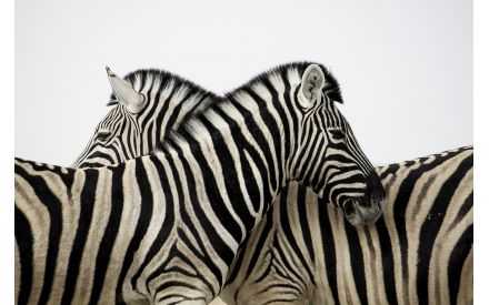 Piel Cebra Natural Sofá Decoración Hogar Despacho