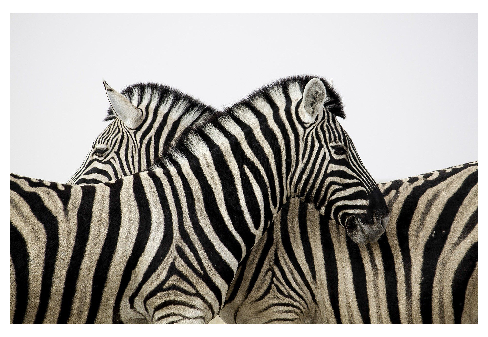 Piel de Cebra - Alfombra de Piel Natural