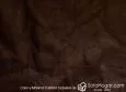 (VAP_61128_N) TESTA MARRON_D