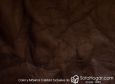 (VAP_61128_N) TESTA MARRON_D